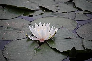 《百万吨级武藏》免费更新“苍雷”宣传片 明日上线